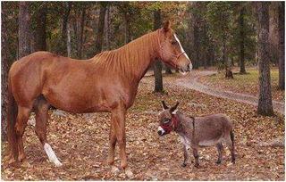 驴的水的背景