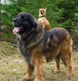 八卦中窜犬,窜犬之谜，探寻古老智慧的奥秘