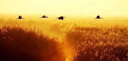 阳关调背景故事,千古离愁与英雄梦